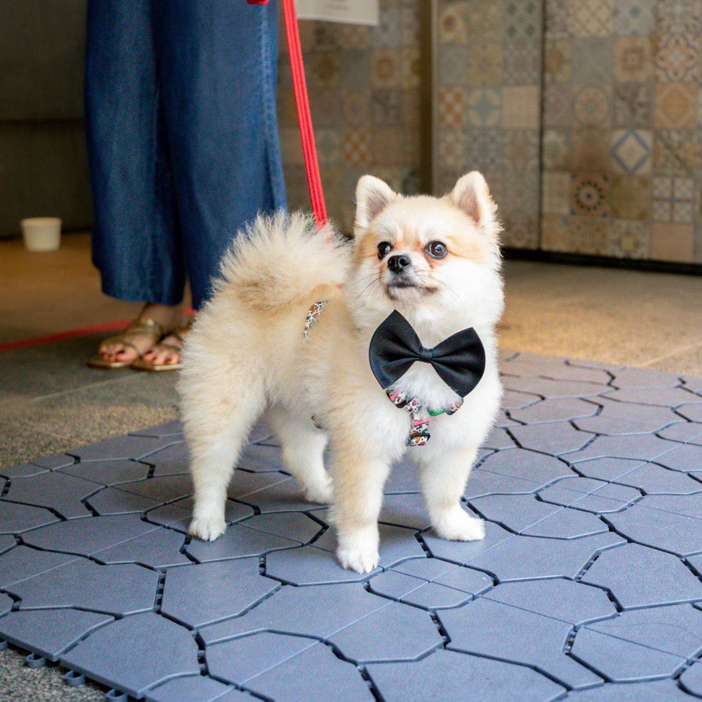 在特拉斯街的 Element 玩狗和玩耍