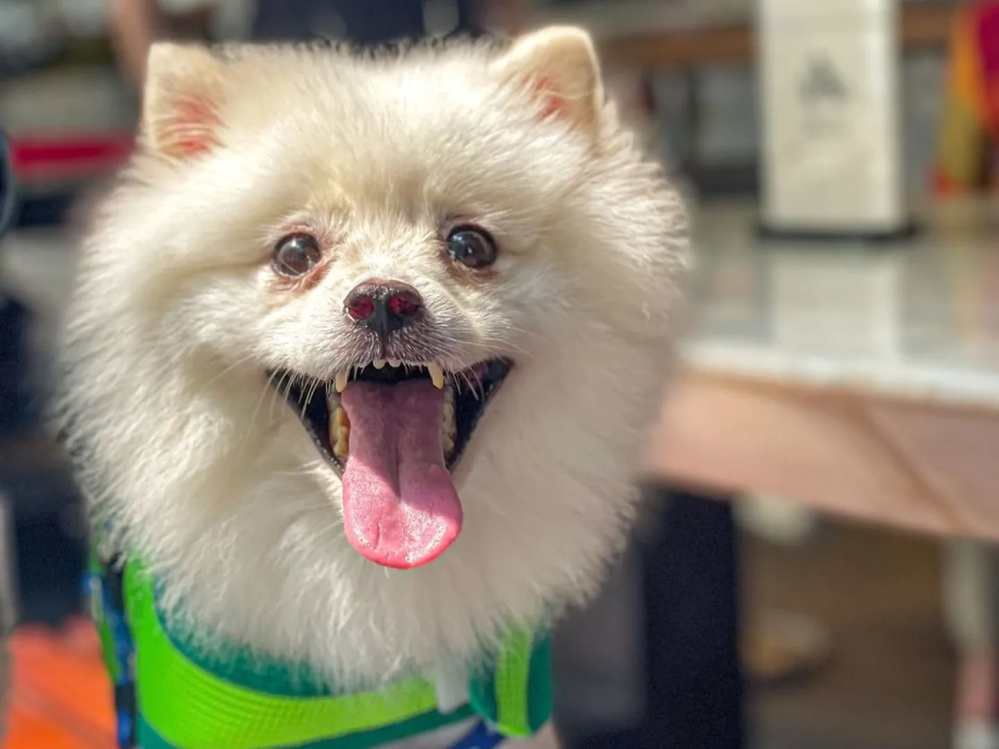 在特拉斯街的 Element 玩狗和玩耍