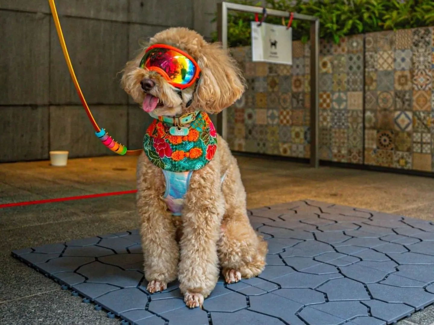 在特拉斯街的 Element 玩狗和玩耍