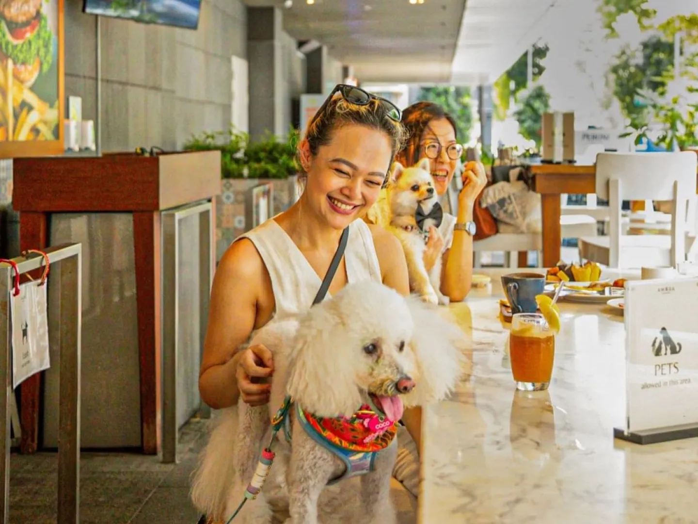 在特拉斯街的 Element 玩狗和玩耍