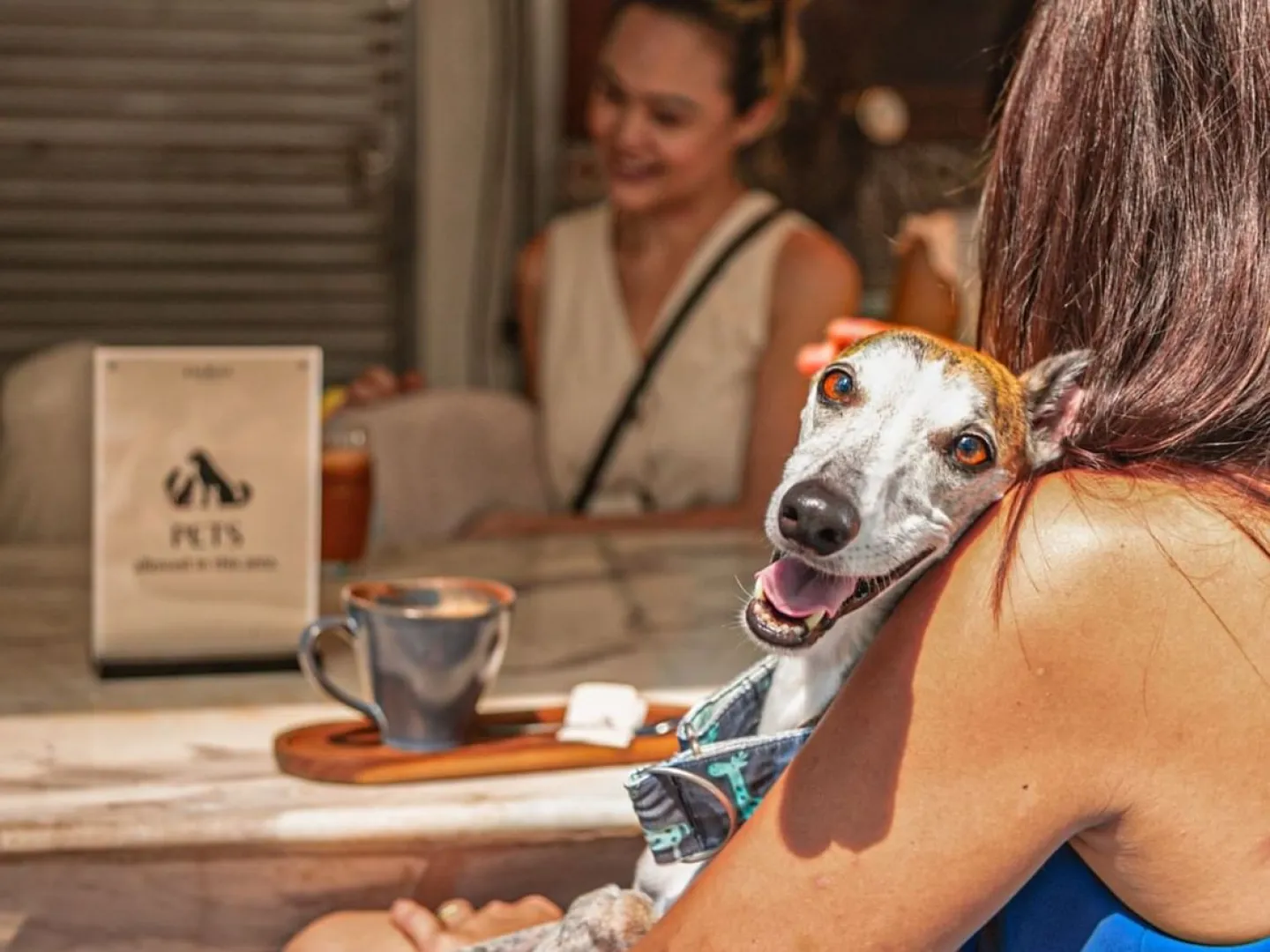 在特拉斯街的 Element 玩狗和玩耍